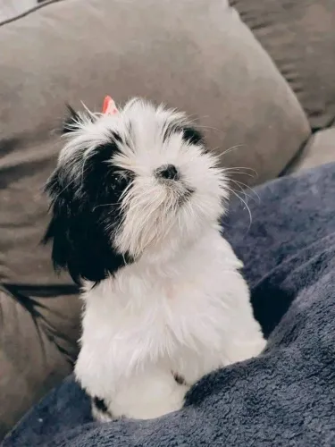 Filhotes de Shih Tzu | Patinhas cheias de afeto.