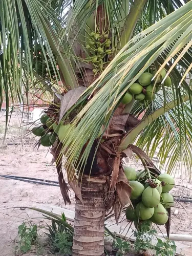 ? VENDO SÍTIO EM SÃO GONÇALO - CASA, PLANTAÇÃO, ÁGUA E LUZ | ACEITA TROCA!
