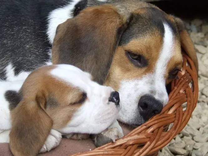 Beagle carinhoso e brincalhao