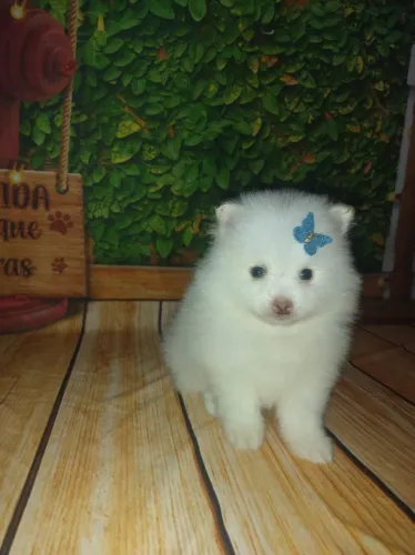 Lulu da Pomerânia lindo