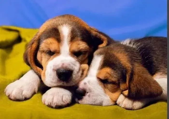 Beagle O tipo de pet que arranca elogios por onde passa