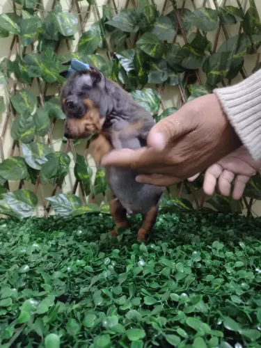Pinscher