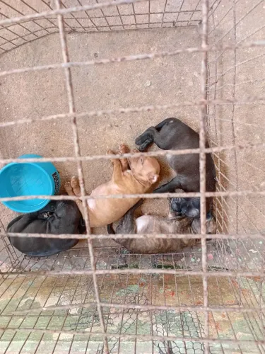 Venda de cachorro pitbul 