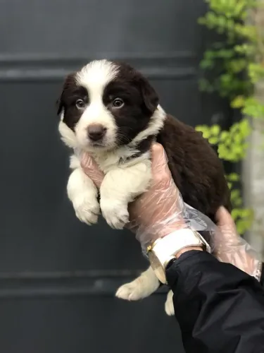 Border Collie macho - filhotes saudáveis e com procedência- Daniela