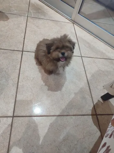 Vendo Shitzu fêmea