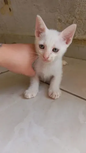 Casal de Gatos Pra Doação Responsável