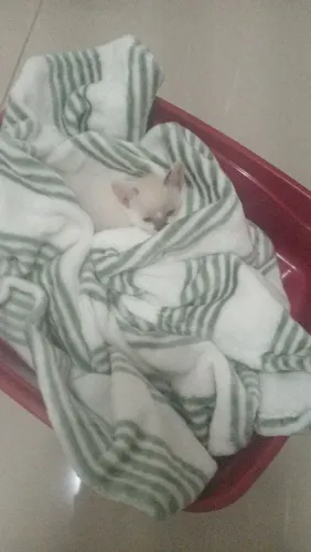 Doação de gatinha filhote