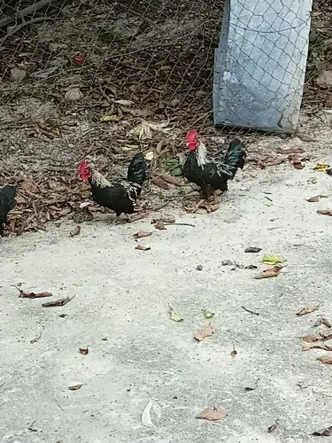 Vende-se garnizé