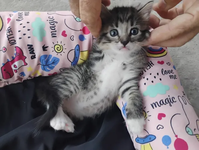 Gatinhos fofos pra adoção 