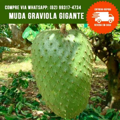 Muda de Graviola Gigante