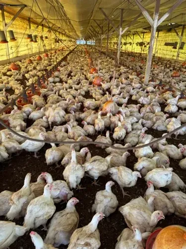 Granja pra 20 mil bicos R$800 mil reais há 60 km de Castanhal