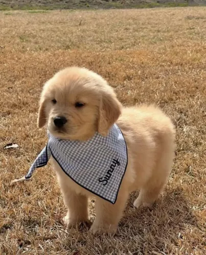 Golden retriever amigavel,bonito e sociavel