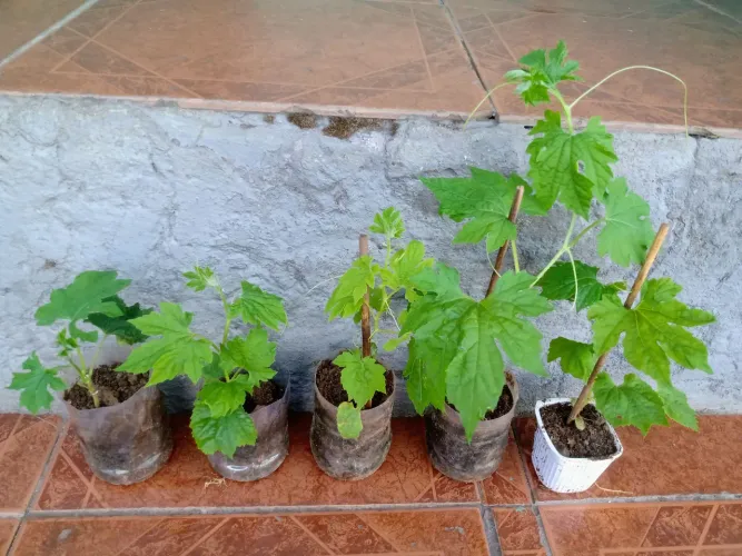 Mudas de Melão São Caetano