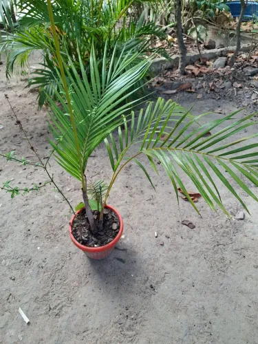 Palmeira Bambu
