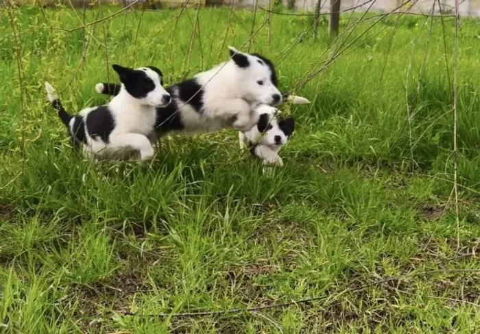 Border Collie: Inteligência e Lealdade em Quatro Patas!
