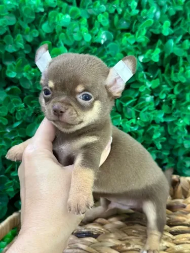 Filhote de Chihuahua