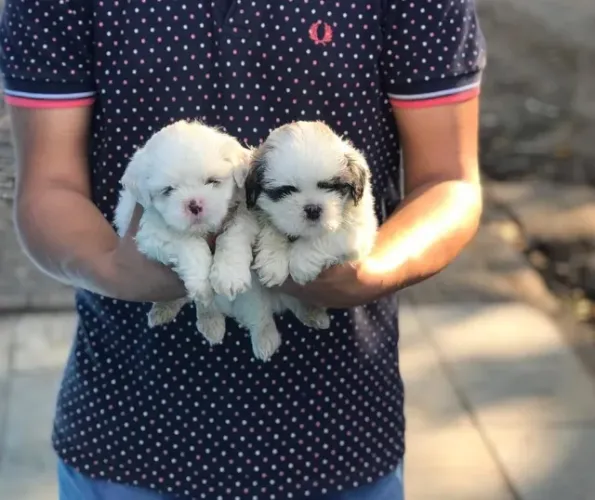 Shih Tzu na cor branca e caramelo - Macho e/ou fêmea disponível - vacinado, com garantia