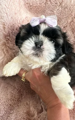 Shih Tzu menina branco, preto e marrom. Doçura e formosura que encantam!