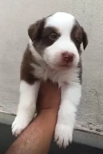 Border Collie para adquirir
