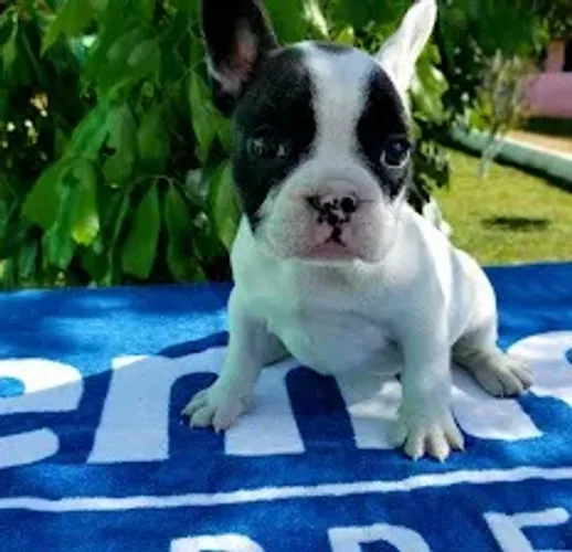 Bulldog Francês todas as cores da raça a pronta entrega, info via *