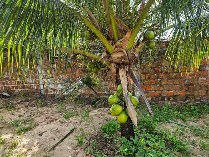 Sítio em Paracuru 