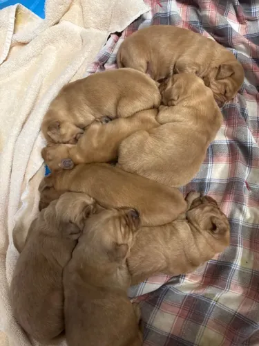 Filhotes de Golden Retriever | Companheiros que trazem paz.