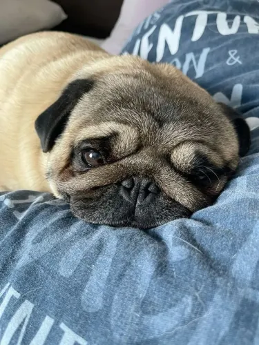 Pug Esse filhote é de arrancar suspiros