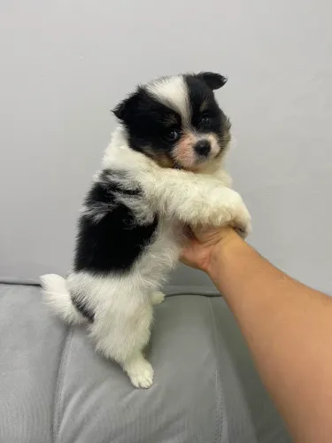 Filhote de spitz alemão macho porte pequeno