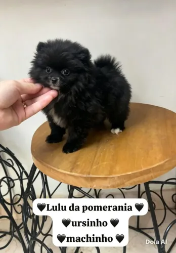 Filhotinho de Spitz Alemão macho