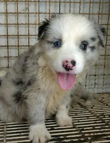 Border Collie Inteligente e Saudável | V10 Importada | Loja Física