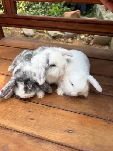 Coelhos Mini Lop - filhotes fofinhos