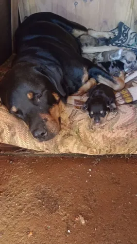 Filhotes de cachorros pitibull e rotwalle