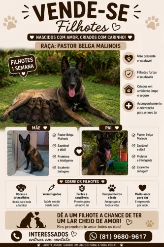 Cachorro ? pastor alemão