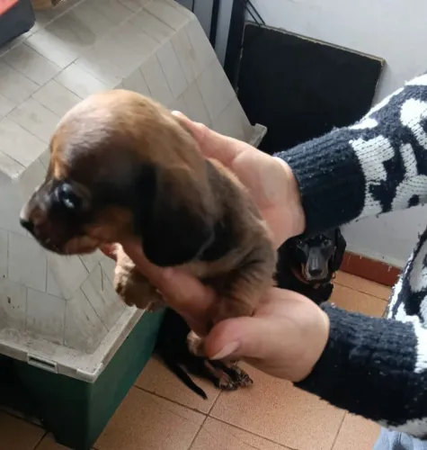 Vendo filhotes de salchicha
