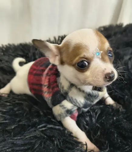 Pinscher pequeno no tamanho grande no amor