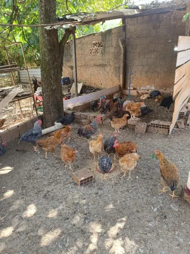 Ovos é galinhas 