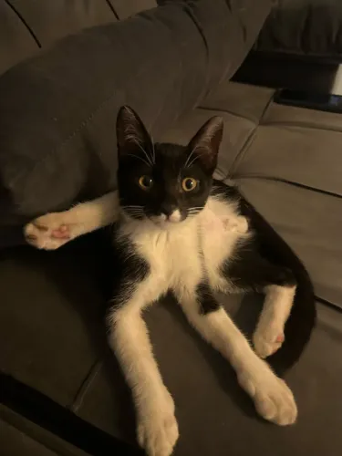 Doa-se gatinho frajola 