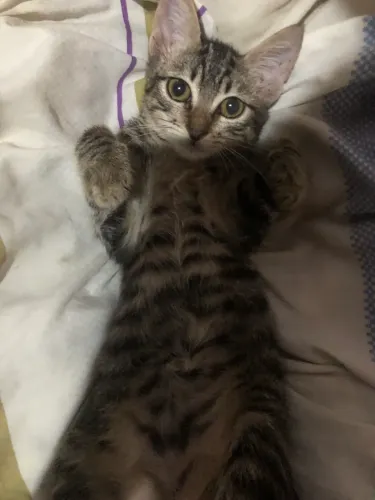 Gatinho filhote para doação 