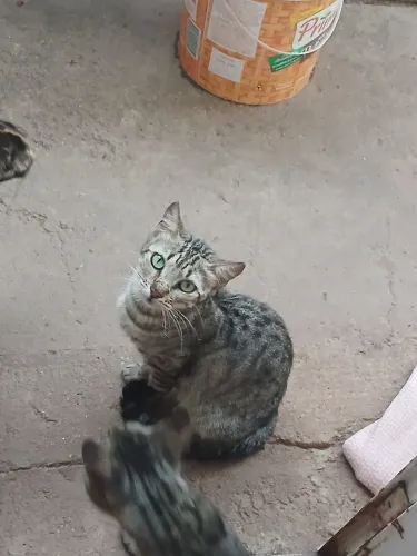 Gatas fêmea para adoção 