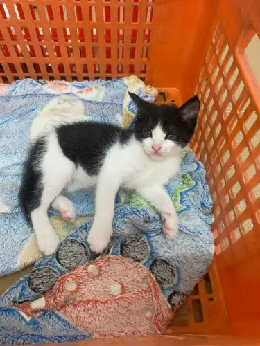 Irmãos gatos para adoção