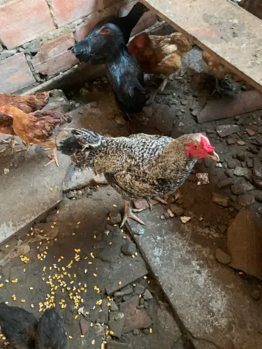 Vendo pintos e galinhas