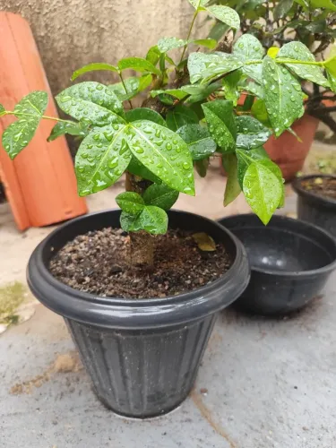 Pré-Bonsai de Acerola - Muda de Acerola no Vaso