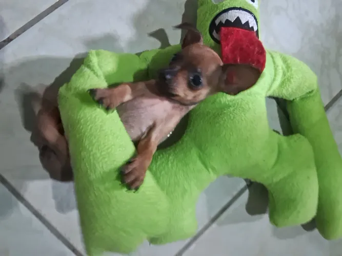 Vende-se uma filhote de pinschher já come ração