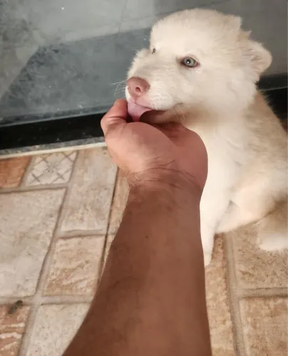 Husky Siberiano - fêmea 