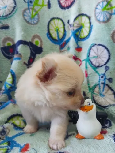 Chihuahua machinho 