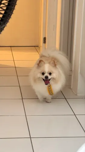 Spitz alemão para cruza 