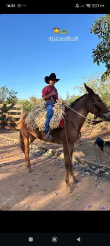 Burro de patrão