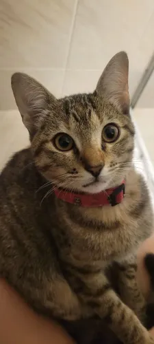 Doa se gatinha