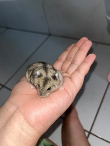 Hamster Anão Russo