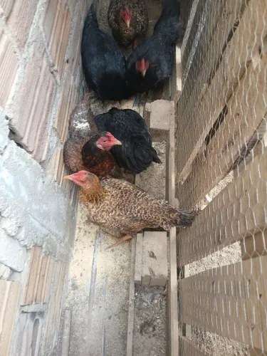 Galinha caipira nova
